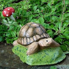 small tortoise