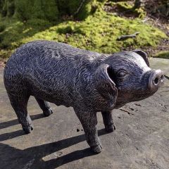 bronze nosey pig