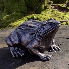 gazing frog