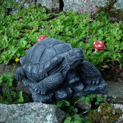 tortoise grey