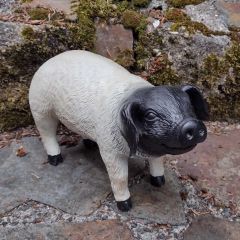 Black & White Nosey Pig Garden Ornament