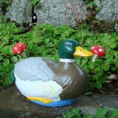 mallard resting duck 